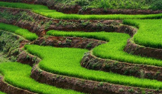 Рисовые поля во Вьетнаме 