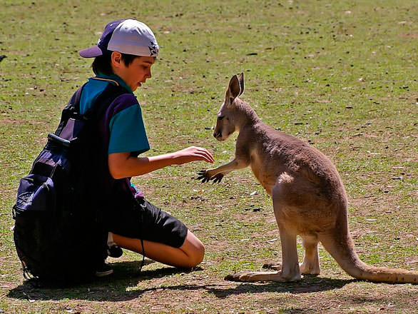 Ребенок кормит кенгуру