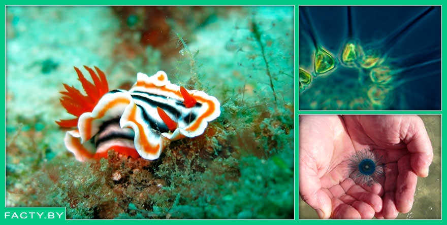 Интересные факты о самых крохотных морских существах