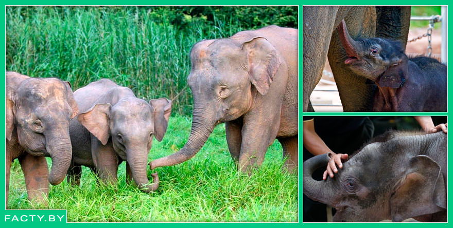 Карликовый слон Борнео (Elephas maximus borneensis) — миниатюрный гигант