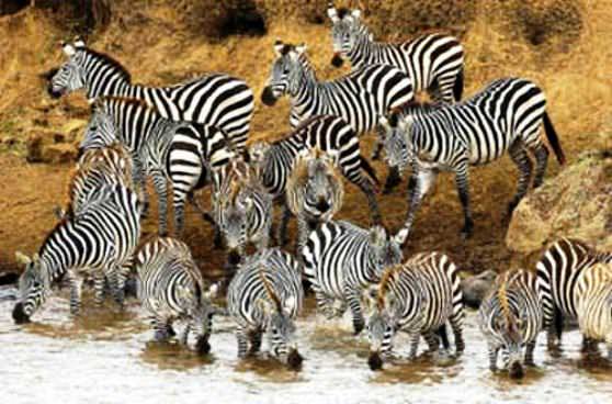 Зебры собрались на водопое 