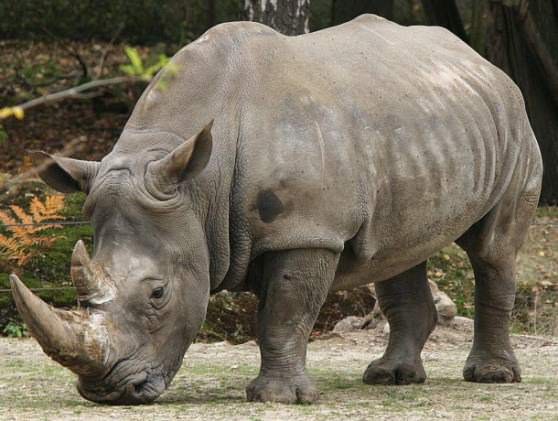 Носорог с очень толстой кожей