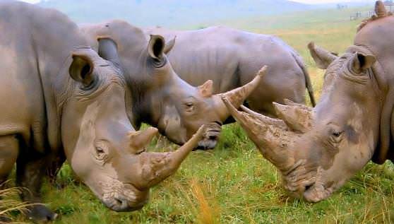 Одна из разновидностей носорогов