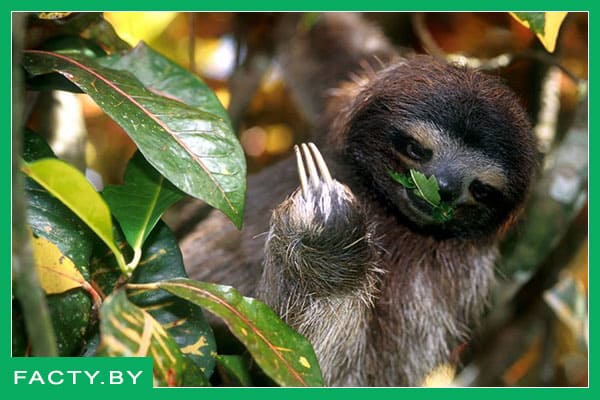 Что кушает ленивец