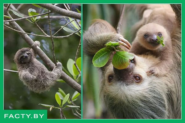 Медлительный и милый трёхлапый ленивец