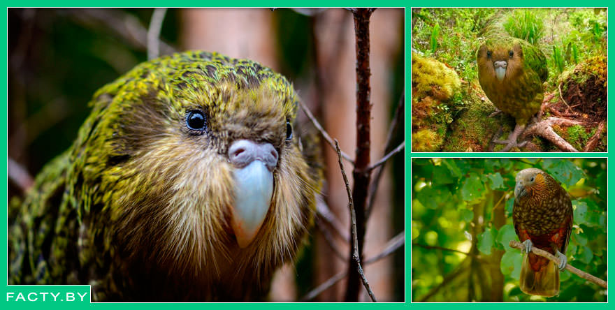 Какапо (Strigops habroptilus) — попугай, который не умеет летать, но умеет удивлять