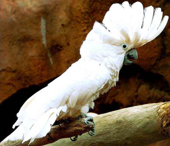 Длинные перья на лбу попугая какаду 