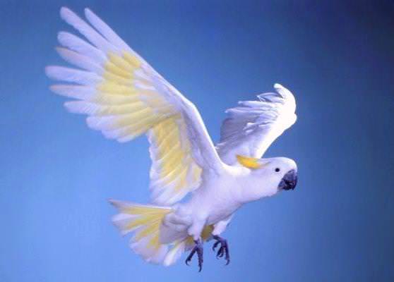 Летящий попугай какаду 