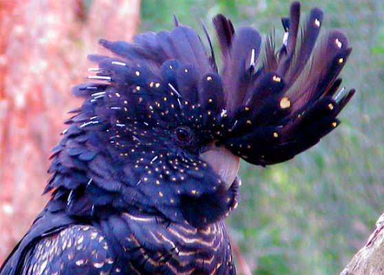 попугай какаду в Новой Гвинее 