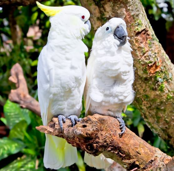 попугаи какаду в тропическом лесу 