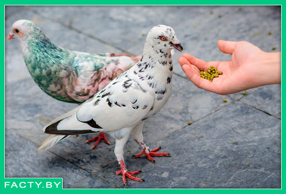 Интересные факты о пернатых почтальонах голуби