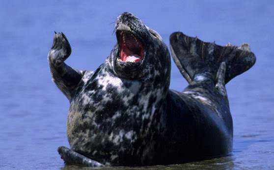 Тюлень самец