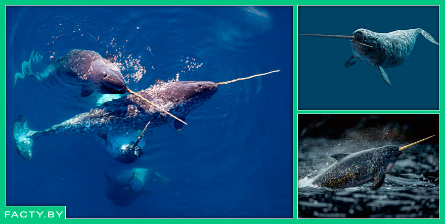 Какапо (Strigops habroptilus) — попугай, который не умеет летать, но умеет удивлять