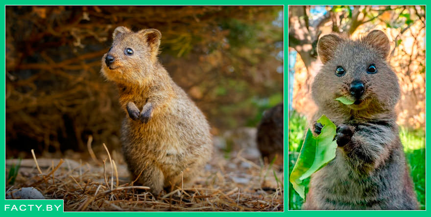 Квокка (Setonix brachyurus) — самое улыбчивое животное на Земле