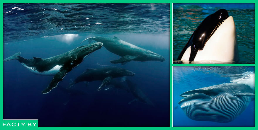 Интересные факты о жизни китов