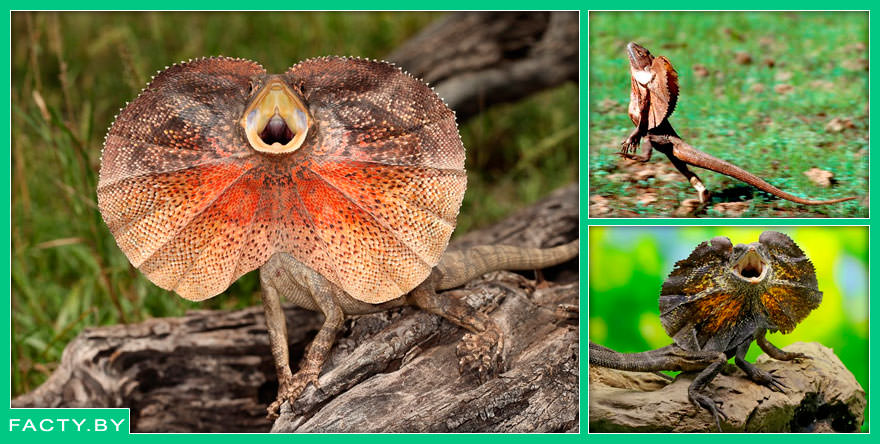 Плащеносная ящерица (Chlamydosaurus kingii) — рептилия с воротником, как у супергероя